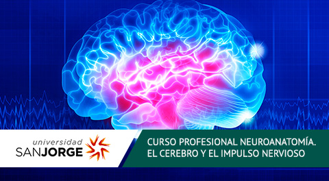 Curso Profesional Online Neuroanatomía: El Cerebro y el Impulso Nervioso